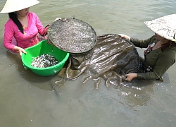 Vì thèm ăn cá linh chị em quyết định dở dớn cá linh ở cánh đồng ngập nước