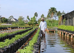 Đồng Tháp: Triều cường "tấn công", làng hoa Sa Đéc như "chạy giặc"