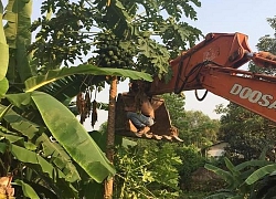 Dùng sào xưa rồi, cách hái đu đủ thế này mới độc, lạ có 1-0-2 làm dân mạng tròn mắt vì không tin được