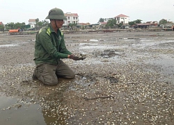 Lộ nguyên nhân khiến hơn 260 tấn nghêu chết