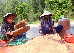 Ngư dân Nghệ An làm ruốc 'một nắng' xuất khẩu sang Trung Quốc thu trăm triệu đồng/ngày