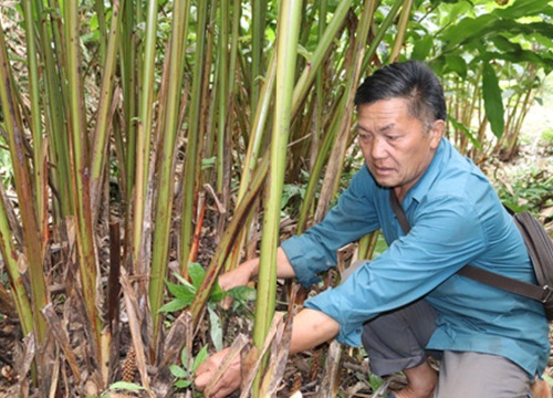 Nhổ "cây ăn thịt người" đi trồng thảo quả, Mùa Dúa Vàng đổi đời