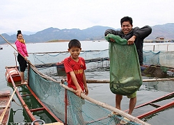 Nuôi cá lồng, suốt ngày trên sông mà dân Chiềng Bằng giàu có