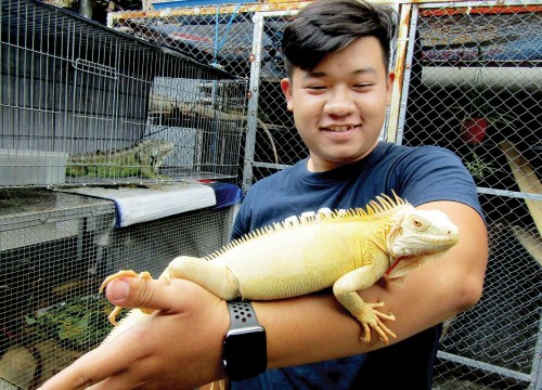 Nuôi rồng Nam Mỹ 7 màu làm thú cưng, bán con bé tí đã có 5 triệu