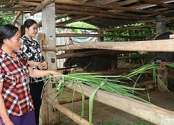 Ở huyện Cao Phong dân nuôi trâu vỗ béo mà khấm khá lên