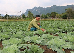 Thoát nghèo nhờ trồng rau cải bắp