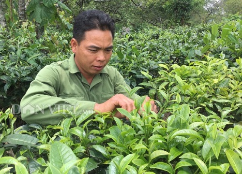 Trồng chè Shan, nhẹ công chăm sóc, dân Pà Cò vẫn rủng rỉnh tiền