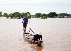 An Giang: Lũ mênh mông, nước tràn đồng, rắn ri voi bán 400 ngàn/ký