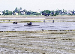 Chạy đua né hạn mặn