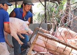 Giá heo hơi hôm nay 3/10: Giá tăng chóng mặt, lợi nhuận vào túi ai?