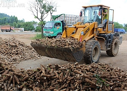 Giá nhích lên, xuất khẩu sắn Việt Nam có dấu hiệu khởi sắc