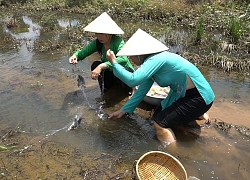 Giăng lưới cạn không ngờ trúng mánh đàn cá rô phi bắt về ăn không hết