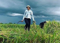 Hết Đen Vâu chăn lợn, đến H'Hen Niê tuyên bố dừng đồng hành với HHHV để về quê... hí hửng ra ruộng gặt lúa