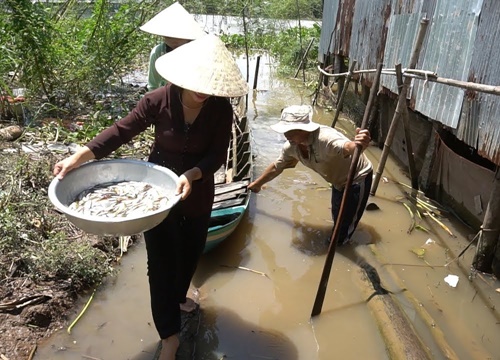 Lại Thèm Cá Linh Xin Ông Bảy Dở Dớn 1 Ít về Kho Lạt với Me Ăn Hết Nồi Cơm Mới Thôi