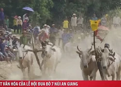 Lễ hội đua bò Bảy Núi tại An Giang