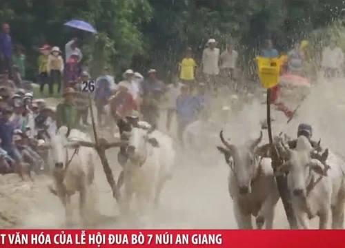 Lễ hội đua bò Bảy Núi tại An Giang