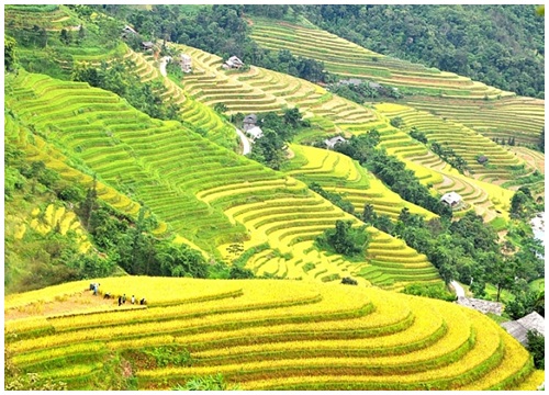 Lời mời gọi từ những bậc thang vàng