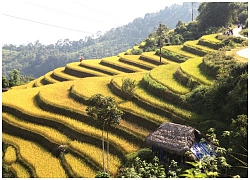 Mùa vàng trên dải Tây Côn Lĩnh