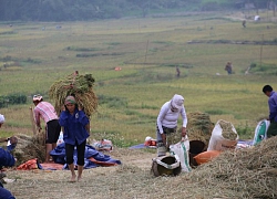 Mùa vàng trên thung lũng "tu tiên" Lũng Vân nơi Tây Bắc