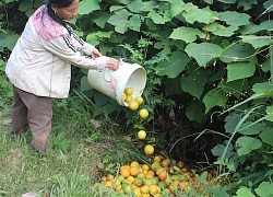 Nghệ An : Bướm "quái" tấn công, cam rụng hàng loạt, tiền "trôi sông"