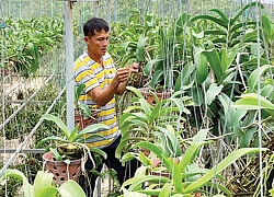 Trại lan "khổng lồ" và gã "khùng" mang lan ngọc điểm trả về rừng