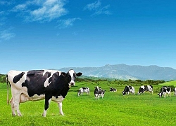 Chi ngàn tỷ vào thâu tóm, Vinamilk vẫn báo lãi lớn 9 tháng, GTNFood đi lùi