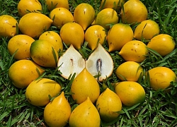 Cây "lưỡng tính" từng mọc dại khắp rừng, nay thành "mỏ vàng" bán 1 triệu/kg quả