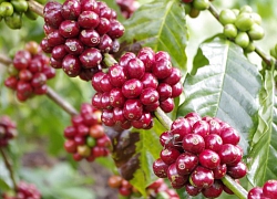 Giá cà phê hôm nay 31/10: Hồi phục mạnh về mức 32.000 đồng/kg