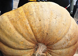 Những quả bí ngô "siêu to khổng lồ" nhân ngày Halloween tại Latvia