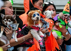 Rực rỡ sắc màu lễ hội Halloween