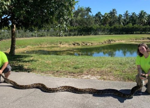 Bắt được trăn Miến Điện nặng 45 kg ở Florida