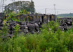 Dấu hiệu hồi sinh kỳ diệu của &#8220;vùng đất chết&#8221; Fukushima