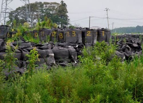 Dấu hiệu hồi sinh kỳ diệu của "vùng đất chết" Fukushima