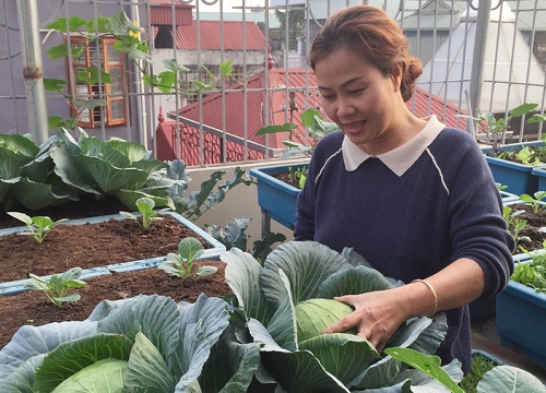 Kinh nghiệm trồng rau quả tốt tươi, bội thu trên sân thượng của mẹ đảm tại Hà Nội