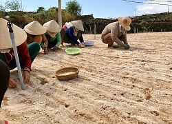 lý sơn (Quảng Ngãi): Nan giải việc xử lý đất thải nông nghiệp