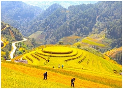 Nếp Tú Lệ, chè Suối Giàng, ruộng bậc thang và 'mỏ vàng' Mù Căng Chải