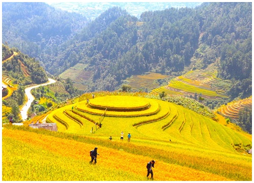 Nếp Tú Lệ, chè Suối Giàng, ruộng bậc thang và 'mỏ vàng' Mù Căng Chải