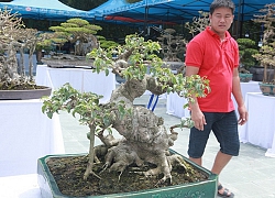 Người Việt nô nức mang sanh bonsai giá cả trăm triệu đi triển lãm