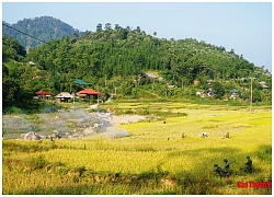 Ngày mùa trên biên giới Yên Khương