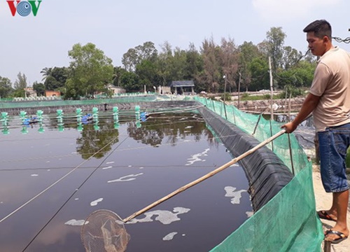 Nuôi tôm thẻ chân trắng thu lãi hàng trăm triệu đồng mỗi vụ