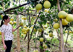 &#8220;Đột nhập&#8221; vào nơi trồng những gốc bưởi nghìn quả ở xứ Tuyên