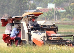 Hạn mặn đe dọa nghiêm trọng: Đừng cố xuống giống rồi "gieo sầu"