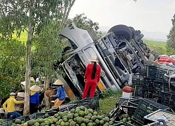 Hàng tấn cam đổ xuống ruộng, người dân chung tay nhặt giúp