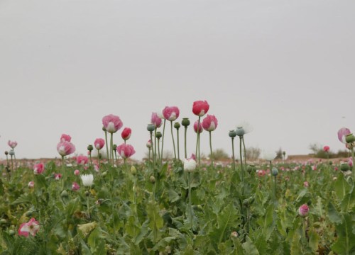 Liên hợp quốc : Mỹ tấn công cơ sở ma túy ở Afghanistan làm chết nhiều dân thường