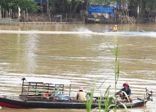 Mùa cá ra sông, nhộn nhịp ở Đồng Tháp