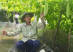 Nuôi cá rô, trồng khổ qua trĩu quả, bơi xuồng đi hái đẹp như phim