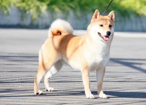 Sắp ra mắt tờ tiền in hình cún Shiba Inu cực đáng yêu