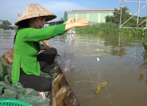 Thả lưới trên sông hậu dính cá trê vàng mừng giật cả mình