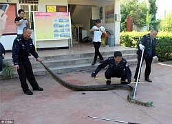 Lại phát hiện trăn khổng lồ thành tinh 100 tuổi