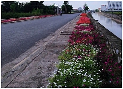 Ngỡ ngàng con đường ở nông thôn đẹp rực rỡ với những luống hoa như trong tranh, dân mạng thích thú khen hết lời